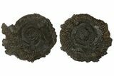 Cut & Polished Ammonite (Speetoniceras) Fossil With Druzy Pyrite #175077-5